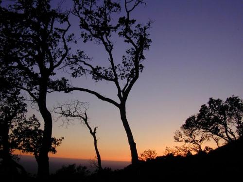 Sunset and a tree