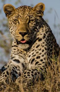 Leopard kneeling 